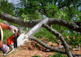 Best Tree Trimming and Pruning  in Aledo, TX